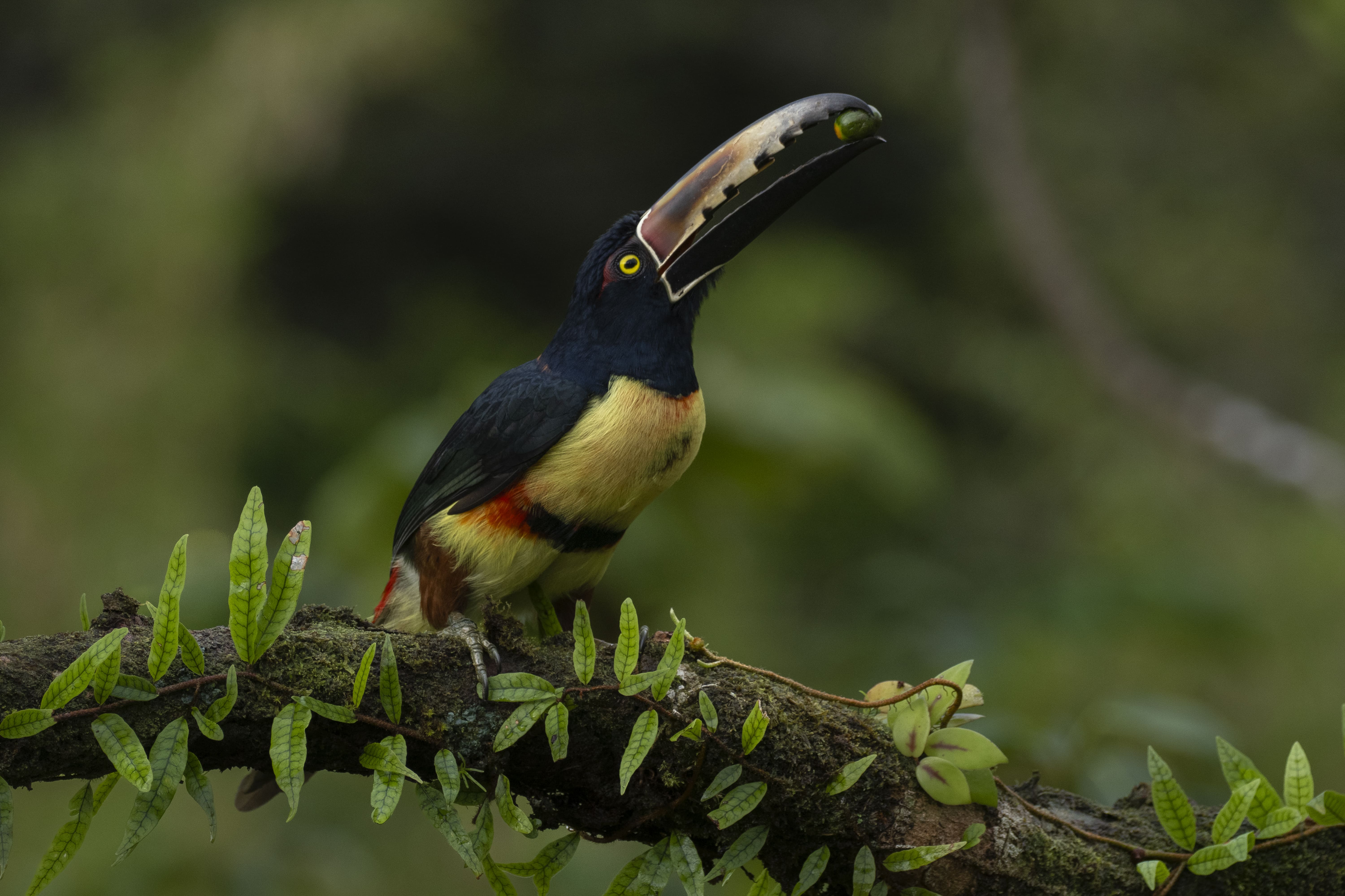 Photo from 8-Day Intensive Birding Exploration of Costa Rica safari tour